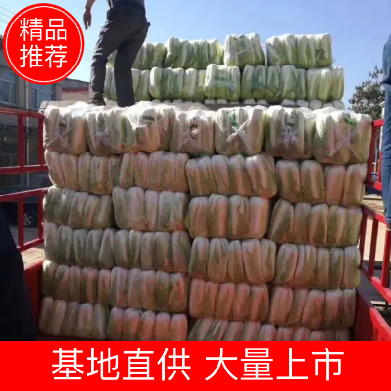 白菜焦作白北京新三号白菜净菜规格4~6斤协助找车