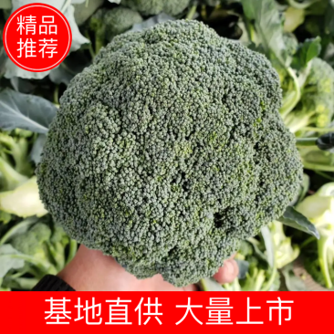 花菜/西兰花/河南西兰花/产地直供品质保大量上市