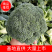 花菜/西兰花/河南西兰花/产地直供品质保大量上市
