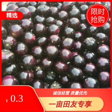 【热卖中】河南紫光圆茄，个头均匀，色泽鲜亮，价格优惠