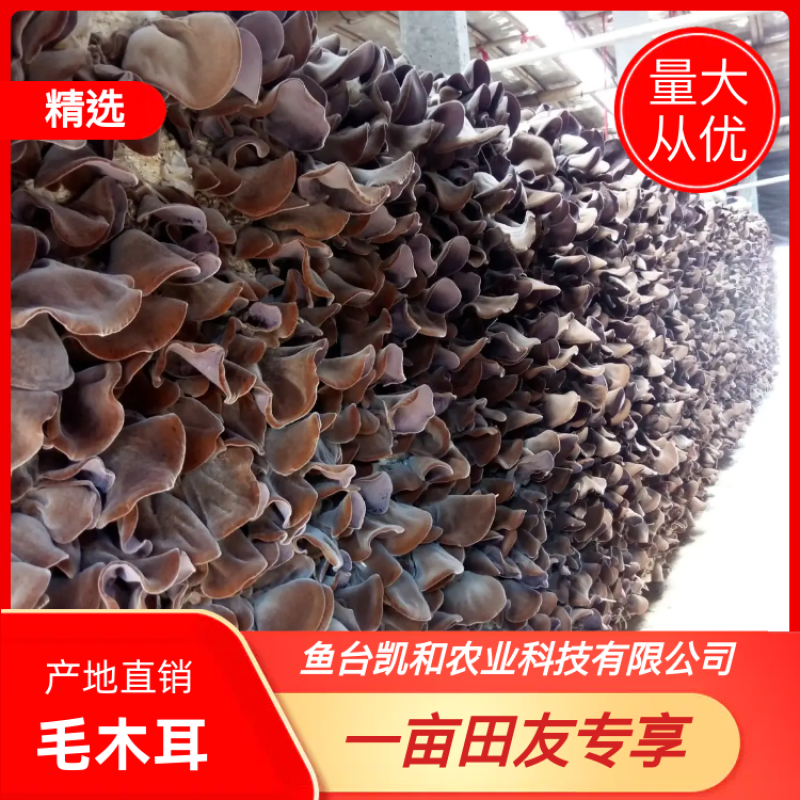 毛木耳水洗三公分以上产地直销品种齐全，量大价优