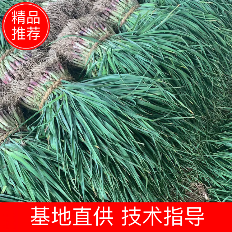 江苏盐城大丰区的精品红根蒜苗质量保证价格实惠欢迎咨询