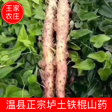 河南温县正宗垆土地铁棍山药，甘甜粉糯