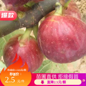 无花果苗波姬红布兰瑞克品种齐全现挖现发苗圃直发