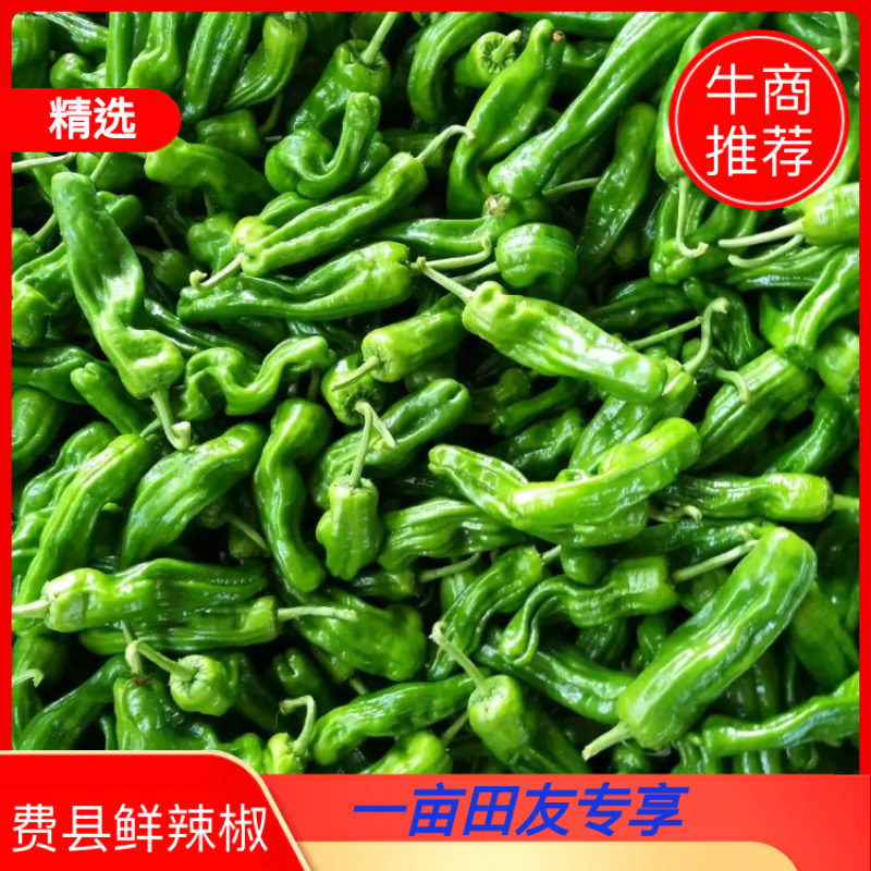 山东【鲜辣椒】薄皮辣椒对接电商平台和市场大量供应万亩大棚