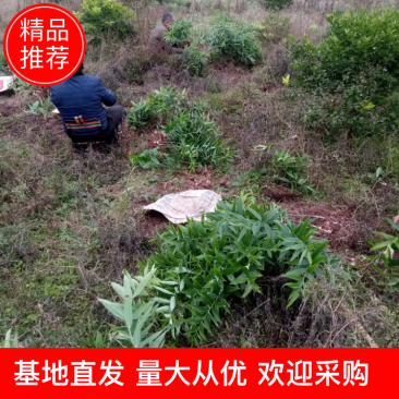 黄精种苗四川四季不倒苗姜型黄精基地直发全量大从优