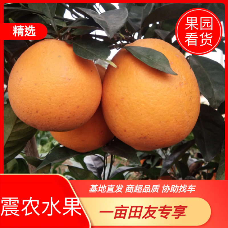【精选】纽荷尔脐橙专业种植基地直发真实报价全国供应