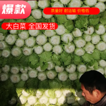 北京三号长白菜，质量好，耐运输，耐储藏，单个5斤。