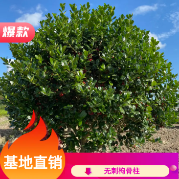 冠幅150厘米精品无刺构骨无刺构骨球！！！