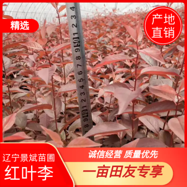 红叶李，各种规格红叶李，还有杯苗，产地直销，全国邮寄。