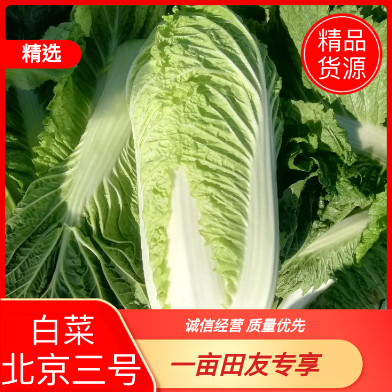 山东北京三号白菜北京新三号大白菜4-6斤净菜供应超市，