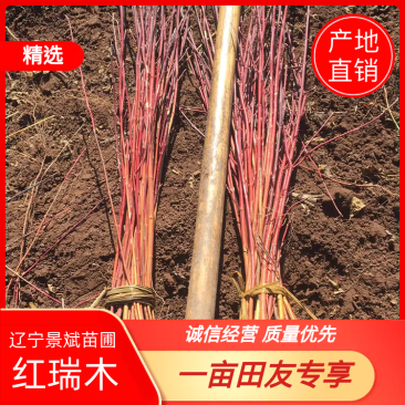 红瑞木，产地直销，保证品质，全国可邮寄。