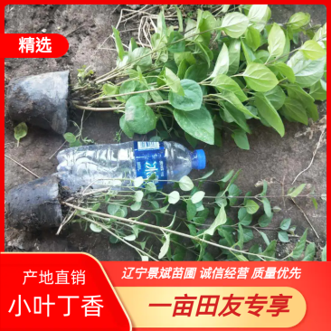 小叶丁香，紫丁香，红丁香，还有杯苗，全国邮寄