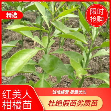 红美人柑桔苗爱媛28号柑桔苗产地直销品种齐全质优价廉