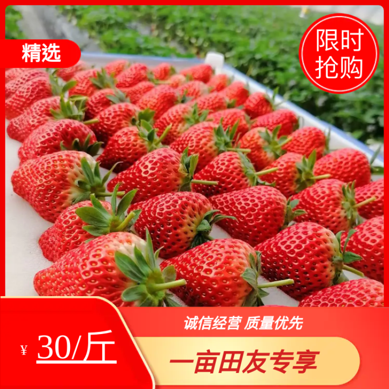 丹东红颜草莓万亩生态园代收采摘市场包装微商电商一件代发