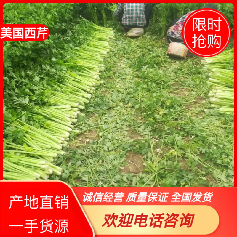 芹菜。夏邑西芹。大中小颗，露天，大棚各种品阶
