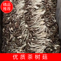 古田县升丰食用菌专业合作社:优质茶树菇，诚信经营