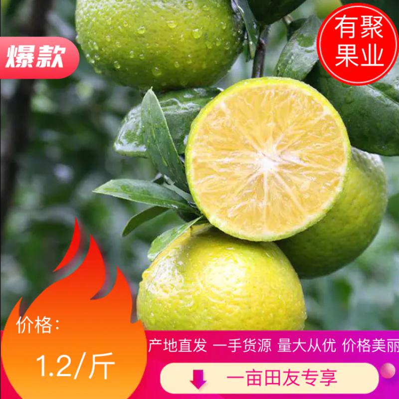 广西皇帝柑大量供应，欢迎客商考察参观对接电商