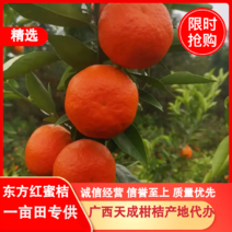 广西桂林全州县东方红桔量大从优欢迎