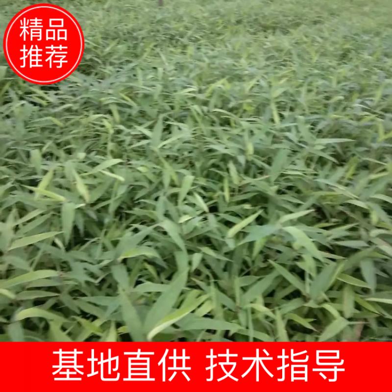四川竹苗批发一年生优质楠竹苗子壮苗规格齐全