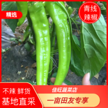 河北【辣椒】绿皮尖椒芭莱姆10~15厘米青不辣