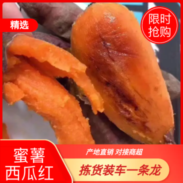 【西瓜红】山东丘陵西瓜红地瓜一手货源精品红薯现挖现卖