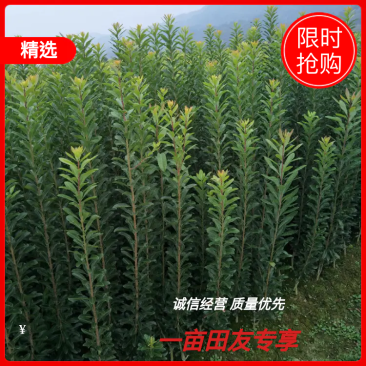 提供技术，品质保证，供应一年生嫁接乌梅苗，荸荠杨梅苗。