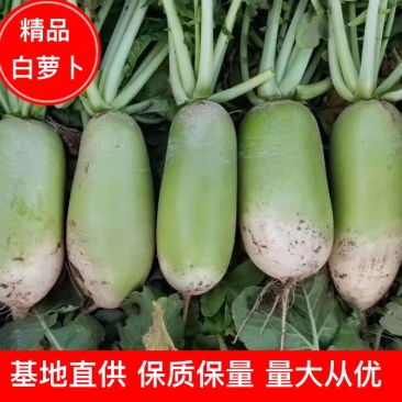 河南通许青萝卜商超品质对接市场实力供应商值得信赖