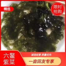 【精品】漳浦头水紫菜大量供应无沙口感品质保证可视频看货