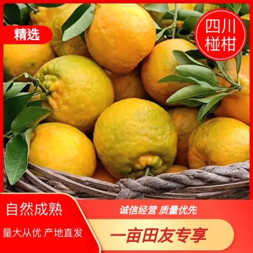 椪柑(四川，椪柑大量上市)产地直发量大从优