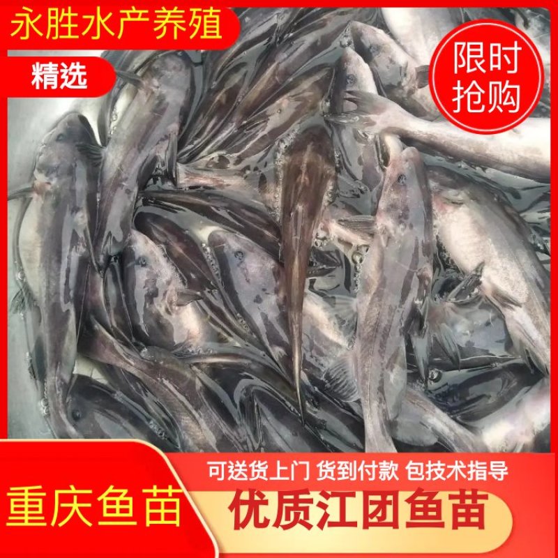 长吻鮠江团吻鱼苗江团鱼苗鮰鱼苗可送货上门货到付款