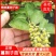正宗蔓荆子苗蔓京子苗万京子苗江西蔓荆子苗单叶蔓荆子苗