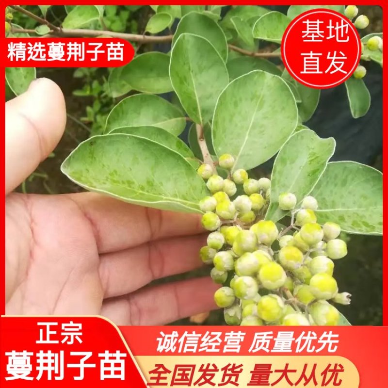 正宗蔓荆子苗蔓京子苗万京子苗江西蔓荆子苗单叶蔓荆子苗