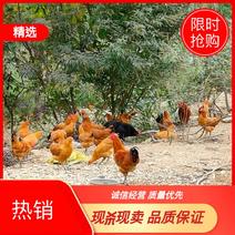 【促销】农家高山散养180天土公鸡母鸡一年以上量大