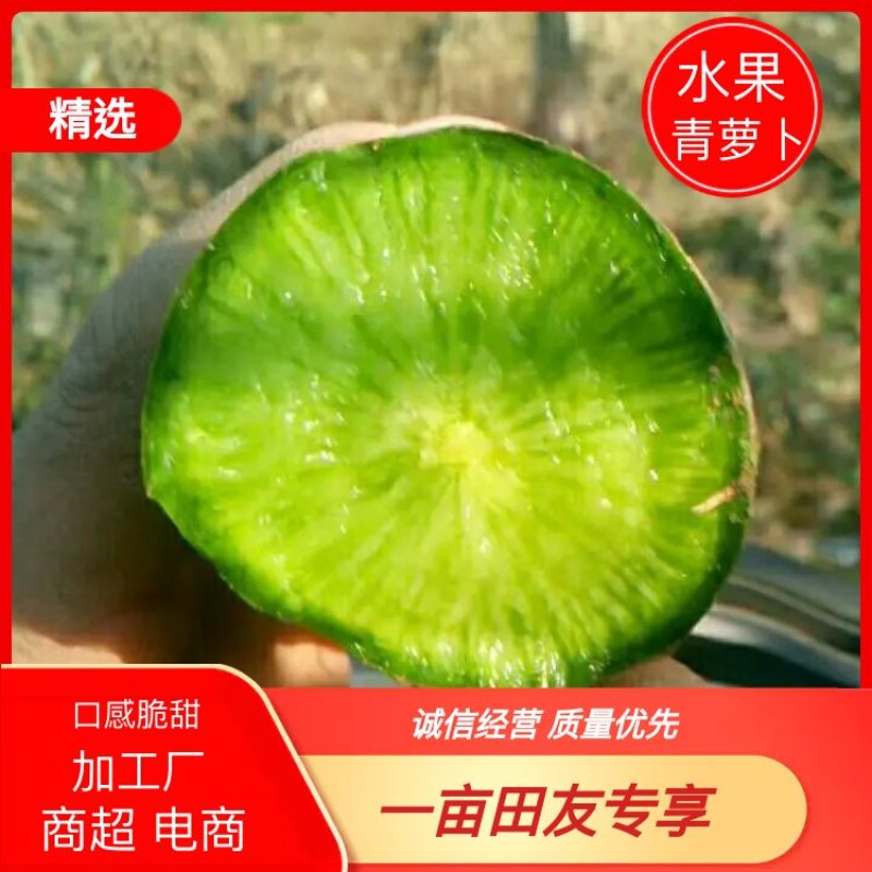 水果萝卜,山东萝卜，萝卜皮薄甘甜，每包40个，产地直供！