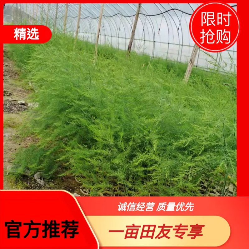 紫绿白色芦笋苗种根四季种植蔬菜花卉绿植阳台盆栽多面生大田