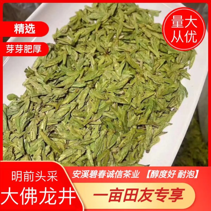 明前头采大佛龙井豆香味十足【醇度好耐泡】