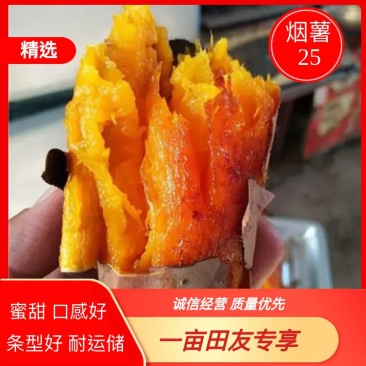 实力供货商★烟薯25、规格齐全红皮红心农户种植一条龙服务