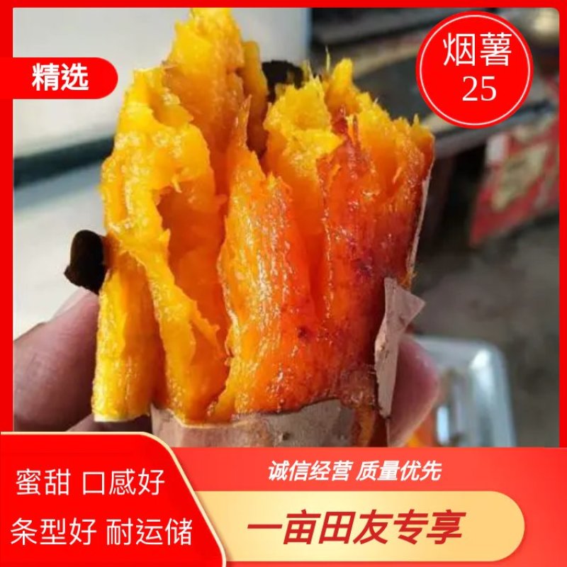 实力供货商★烟薯25、规格齐全红皮红心农户种植一条龙服务
