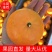广西精品沃柑大量上市欢迎各界商家合作共赢