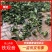 高山清香绿叶镶红边口齿留香250g/✘2盒500g