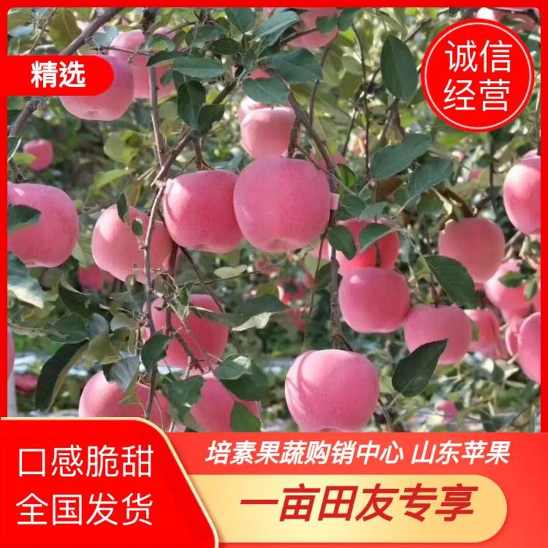 山东红富士苹果口感脆甜颜色鲜亮全国发货诚信经营