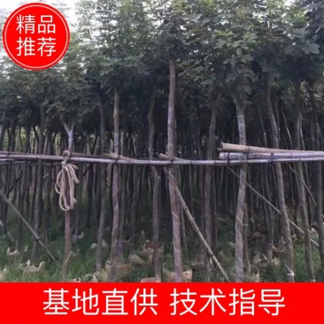 出售黄花风铃木移植袋苗5-15分需要的老板联系