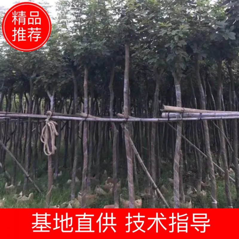 出售黄花风铃木移植袋苗5-15分需要的老板联系