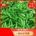 【鲜辣椒】原产地直供精品尖椒上市货源足量大从优