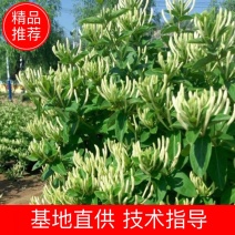 金银花苗规则齐全基地直发根系发达死苗补发