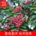 大红袍花椒树苗藤椒苗南北方种植盆栽地栽苗