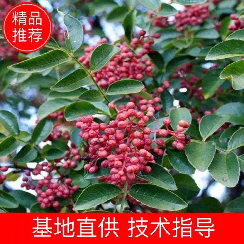 大红袍花椒树苗藤椒苗南北方种植盆栽地栽苗