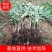 太阳金柿子苗基地直销品种保证技术指导死苗补发