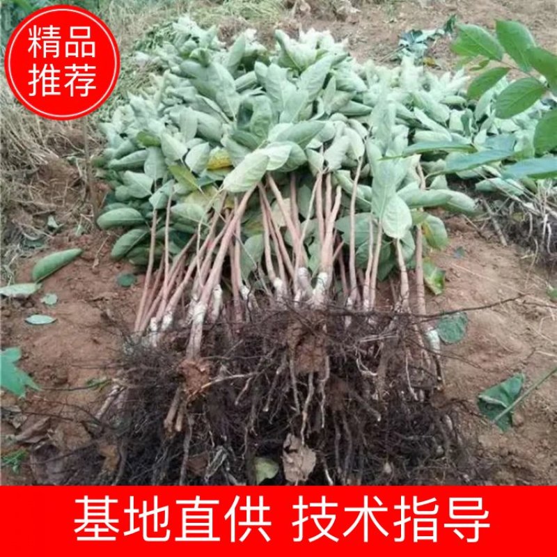 太阳金柿子苗基地直销品种保证技术指导死苗补发